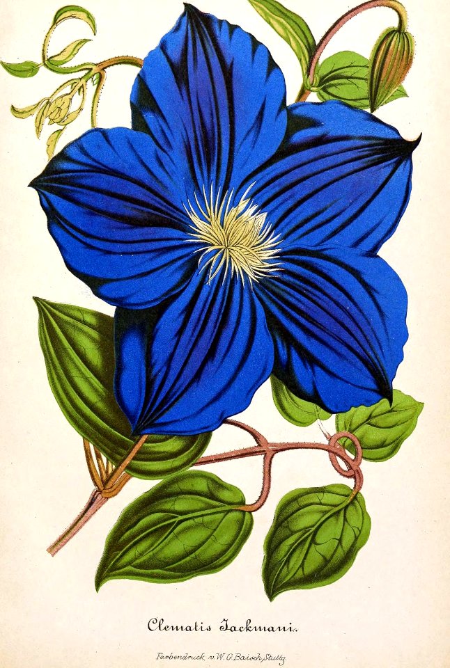 Clematis. Clematis jackmanii (as C. jackmani). Illustrierte Garten-Zeitung (1865)