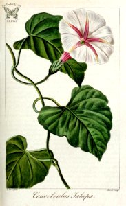 Morning Glory. Ipomoea jalapa, as Convolvulus jalapa. Herbier général de l’amateur, vol. 8 (1817-1827) [P. Bessa]. Free illustration for personal and commercial use.