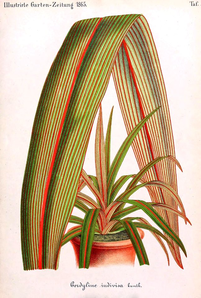 Blue Dracena. Cordyline indivisa. Illustrierte Garten-Zeitung (1865)