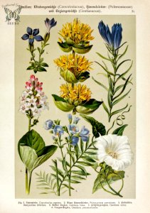 Jacob's Ladder, Bog-bean, Yellow Gentian,  Spring Gentian, Marsh Gentian, Bindweed. Polemonium caeruleum, Menyanthes trifoliata, Gentiana lutea, Gentiana verna, Gentiana pneumonanthe, and Calystegia sepium.