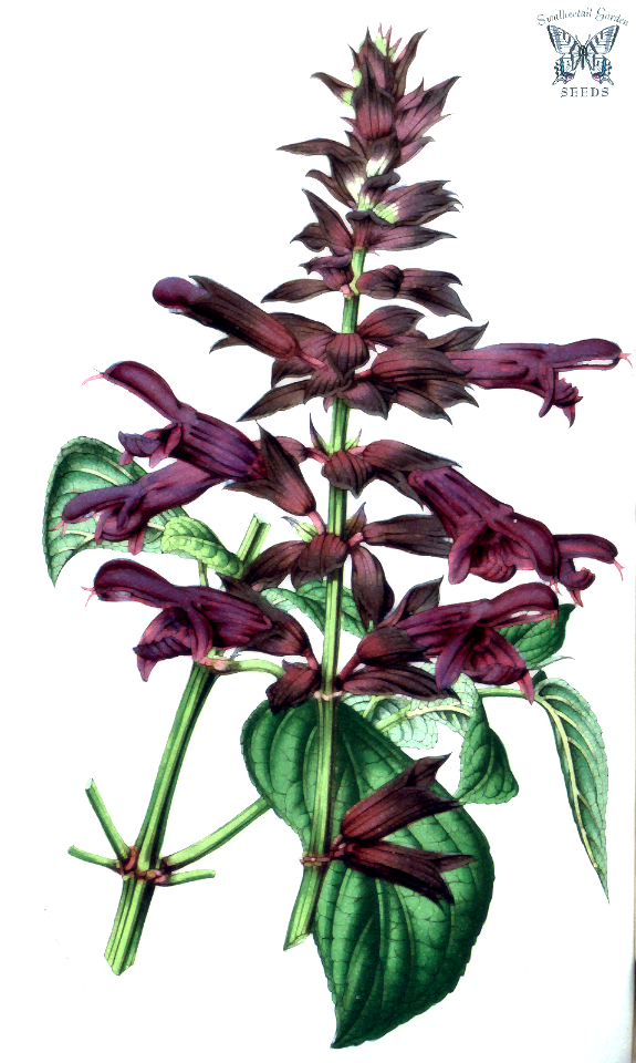 Sauge bleue. Salvia ianthina. Houtte, L. van, Flore des serres et des jardin de l’Europe, vol. 9 (1853) [L. Stroobant]