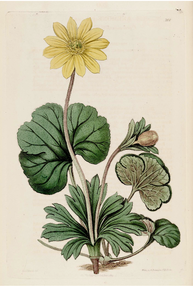 Anemone palmata. The Botanical Register vol. 3 (1817)