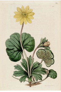 Anemone palmata. The Botanical Register vol. 3 (1817). Free illustration for personal and commercial use.