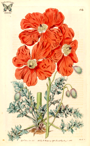 Armenian poppy. Papaver fugax, as Papaver floribundum (1816). Botanical Register, vol. 2 (1816) [S. Edwards]. Free illustration for personal and commercial use.