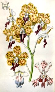 Vanda tricolor. Houtte, L. van, Flore des serres et des jardin de l’Europe, vol. 6 (1850-1851). Free illustration for personal and commercial use.