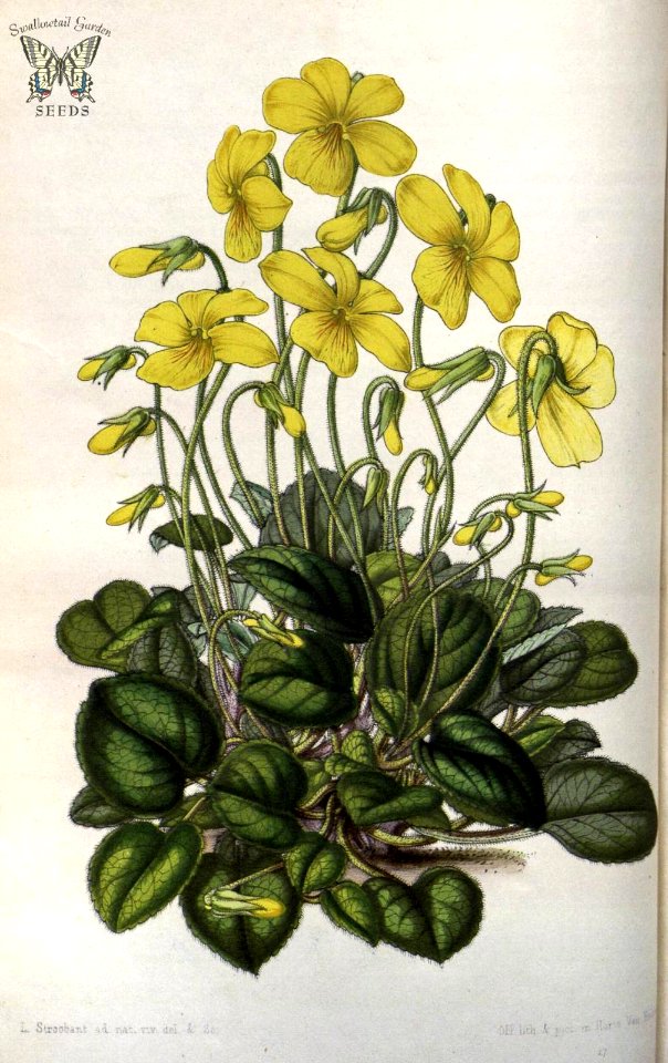 Viola maculata, as Viola pyrolifolia. Flore des serres et des jardins de l'Europe vol. 7 (1851-1852)