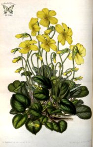 Viola maculata, as Viola pyrolifolia. Flore des serres et des jardins de l'Europe vol. 7 (1851-1852). Free illustration for personal and commercial use.