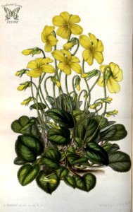 Viola maculata, as Viola pyrolifolia. Flore des serres et des jardins de l'Europe vol. 7 (1851-1852)