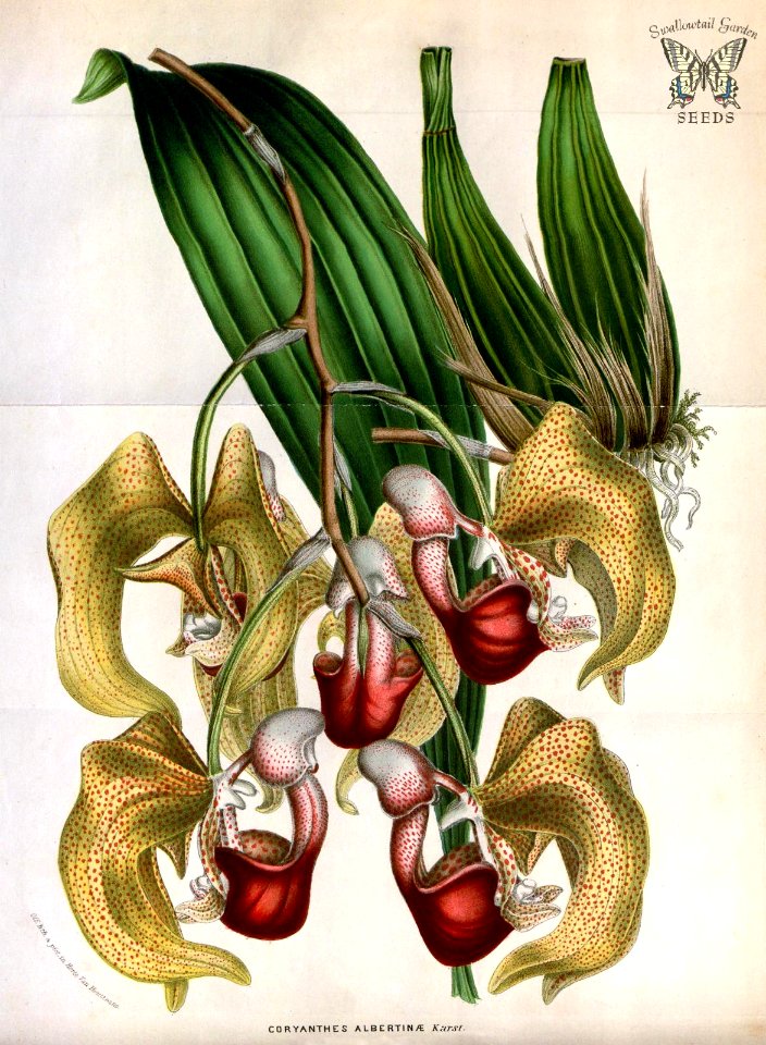 Albert's Coryanthes. Coryanthes albertinae. Houtte, L. van, Flore des serres et des jardin de l’Europe, vol. 8 (1852-1853)