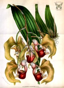 Albert's Coryanthes. Coryanthes albertinae. Houtte, L. van, Flore des serres et des jardin de l’Europe, vol. 8 (1852-1853). Free illustration for personal and commercial use.