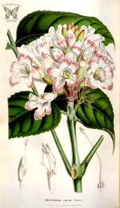 African Border Tree. Newbouldia laevis, as Spathodea laevis. Houtte, L. van, Flore des serres et des jardin de l’Europe, vol. 6 (1850-1851)