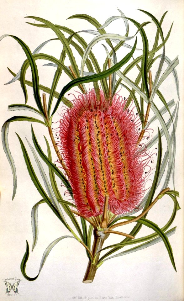 Red Swamp Banksia. Banksia occidentalis. Houtte, L. van, Flore des serres et des jardin de l’Europe, vol. 6 (1850-1851)