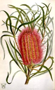 Red Swamp Banksia. Banksia occidentalis. Houtte, L. van, Flore des serres et des jardin de l’Europe, vol. 6 (1850-1851). Free illustration for personal and commercial use.