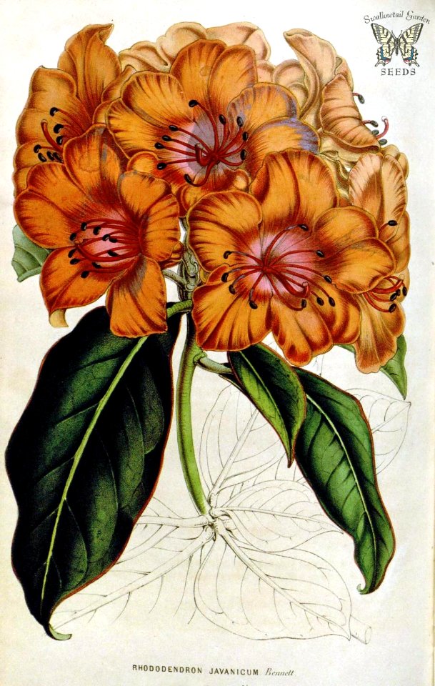 Rhododendron javaniacum. Houtte, L. van, Flore des serres et des jardin de l’Europe, vol. 6 (1850-1851)