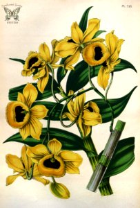 Golden Yellow-flowered Dendrobium. Dendrobium chrysanthum, as Dendrobium paxtonii. Houtte, L. van, Flore des serres et des jardin de l’Europe, vol. 7 (1851-1852). Free illustration for personal and commercial use.