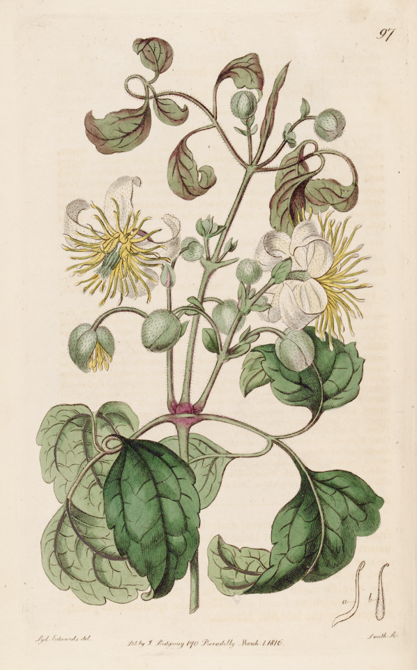 Clematis brachiata. Botanical Register, vol. 2 (1816) [S. Edwards]
