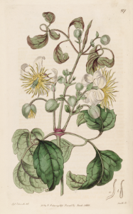 Clematis brachiata. Botanical Register, vol. 2 (1816) [S. Edwards]
