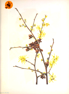Witch-hazel. Hamamelis virginiana. Walcott, Mary Vaux, North American wild flowers, vol. 5 (1925-1927). Free illustration for personal and commercial use.