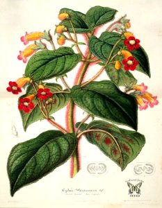 Kohleria inaequalis, as Tydaea warscewiczii. L’ Illustration horticole, vol. 2 (1855). Free illustration for personal and commercial use.