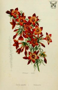 Scarlet Gilia. Gilia coronopifolia, as Cantua picta. Loiseleur-Deslongchamps, J.L.A., Herbier général de l’amateur. Deuxième Série, vol. 1 (1839-50) [Mrs Withers]. Free illustration for personal and commercial use.