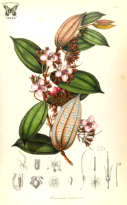 Marumia muscosa. A climbing shrub up to 50 or more feet tall. Native to Java. Blume, C.L., Rumphia: vol. 1 (1835)