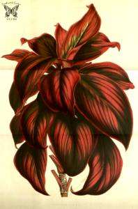 Cabbage Palm. Cordyline fruticosa, as Calodracon nobilis. Houtte, L. van, Flore des serres et des jardin de l’Europe, vol. 7 (1851-1852)