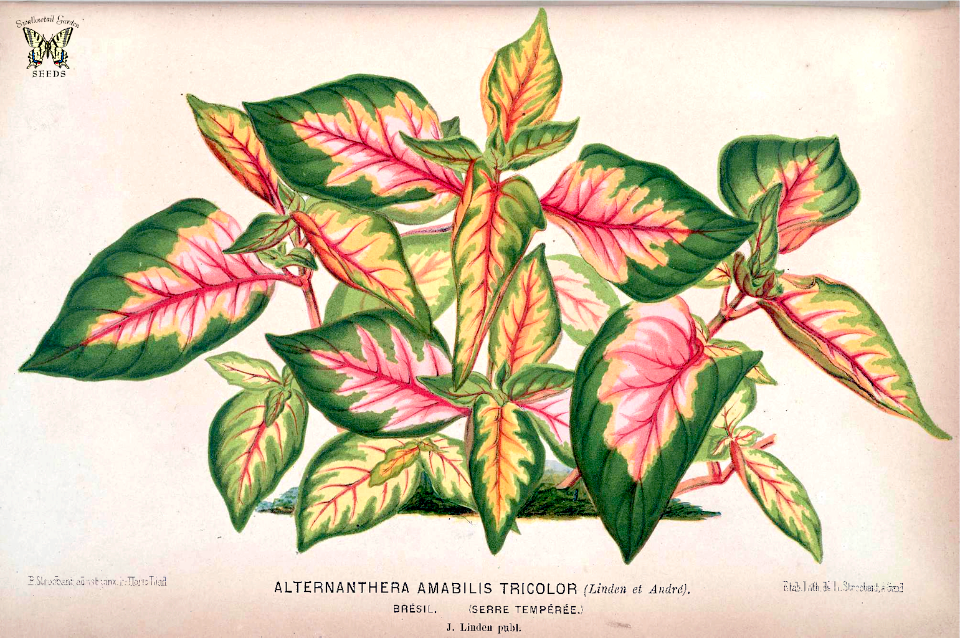 Calico plant. [Alternanthera bettzickiana, as Alternanthera amabilis tricolor] L'illustration Horticole, vol. 17 (1870)