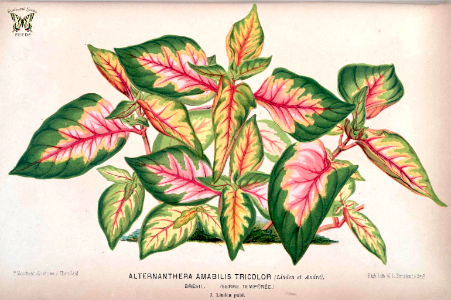 Calico plant. [Alternanthera bettzickiana, as Alternanthera amabilis tricolor] L'illustration Horticole, vol. 17 (1870)