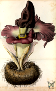 Elephant yam. Amorphophallus paeoniifolius [as Amorphophallus campanulatus] Blume, C.L., Rumphia, vol. 1 (1835). Free illustration for personal and commercial use.