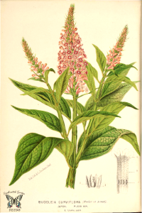 Butterlfy Bush. Buddleja curviflora. Native to Japan and Taiwan. L'illustration Horticole vol. 17 (1870)