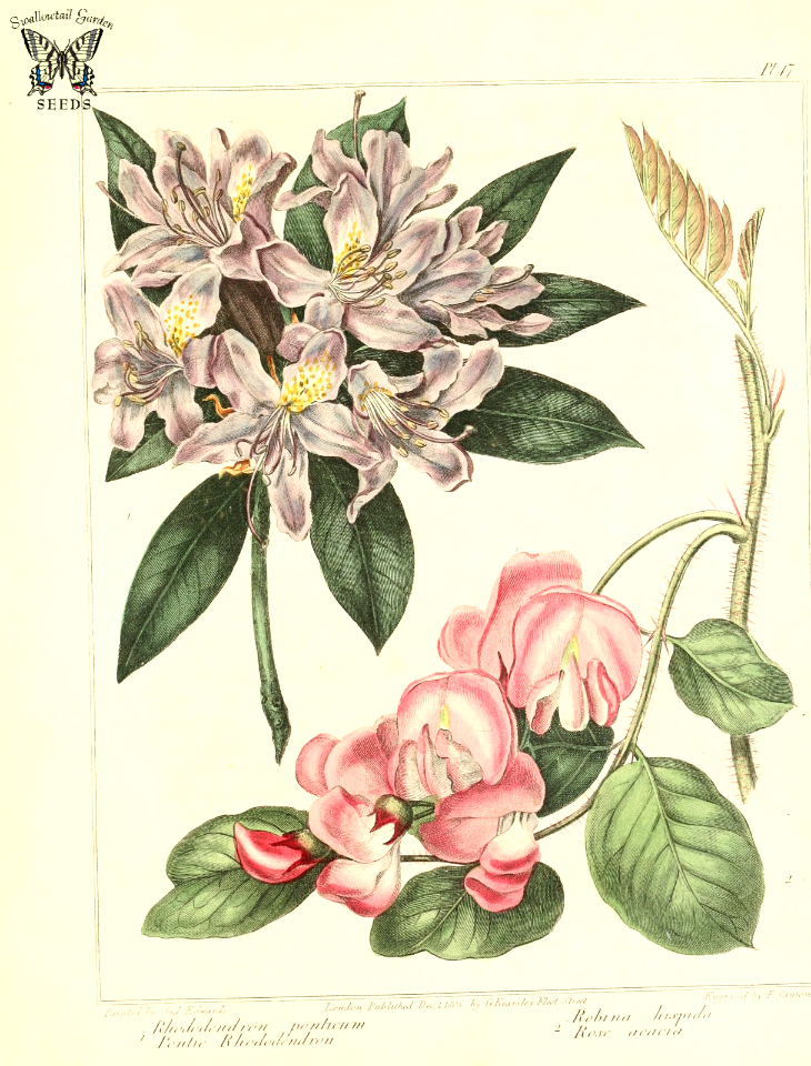 Pontic Rhoddodendron (Rhododendron ponticum) and Rose Acacia (Robinia hispida) The new botanic garden (1812)