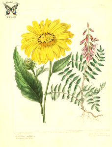 Perennial sunflower (Helianthus multiflorus) and Creeping-rooted Hedysarum, Alpine French honeysuckle. (Hedysarum hedysaroides, as Hedysarum obscurum). The new botanic garden (1812)
