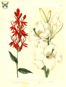 Scarlet Lobelia, Cardinal Flower (Lobelia cardinalis) and White Lily, Madonna Lily (Lilium candidum). The new botanic garden (1812)