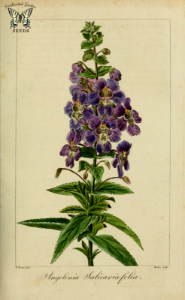 Willowleaf Angelonia. Angelonia salicariifolia. Sweetly fragrant, Snapdragon-like flowers on 2 foot perennials. Highly valued for both ease of growth and fragrance. Herbier général de l’amateur, vol. 8 (1817-1827) [P. Bessa]. Free illustration for personal and commercial use.