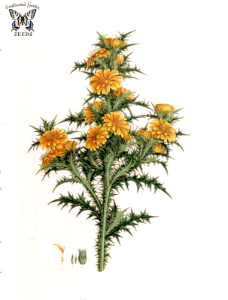 Spanish oyster plant, Spanish salsify. Scolymus hispanicus. Bright orange-yellow flowers on 2.5-3 foot tall plants. A culinary and medicinal perennial. Sibthrop, J., Smith, J.E., Flora Graeca, vol. 9 (1837). Free illustration for personal and commercial use.