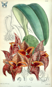 Bulbophyllum macrobulbum. Curtis’s Botanical Magazine, vol. 146 (ser. 4, vol. 16) (1920) [Mathilda Smith]. Free illustration for personal and commercial use.