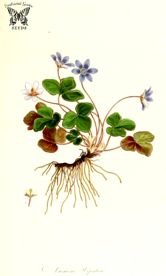 Liverwort, kidneywort, pennywort. Anemone hepatica. Spring flowers grow directly from the rhizome. A hardy woodland perennial. Medieval herbalists used it to treat liver diseases. It remains popular in Alternative medicine.