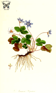 Liverwort, kidneywort, pennywort. Anemone hepatica. Spring flowers grow directly from the rhizome. A hardy woodland perennial. Medieval herbalists used it to treat liver diseases. It remains popular in Alternative medicine.. Free illustration for personal and commercial use.