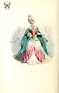 La Sultane Tulipia, Tulipe (Tulip, Tulipa hort.). Les fleurs animées, vol. 2 (1867). Free illustration for personal and commercial use.
