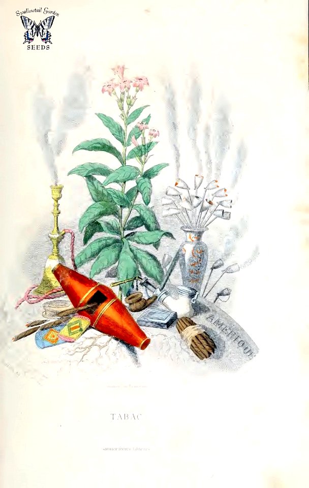 Tobacco. Nicotiana tabacum. Les fleurs animées, vol. 2 (1867)