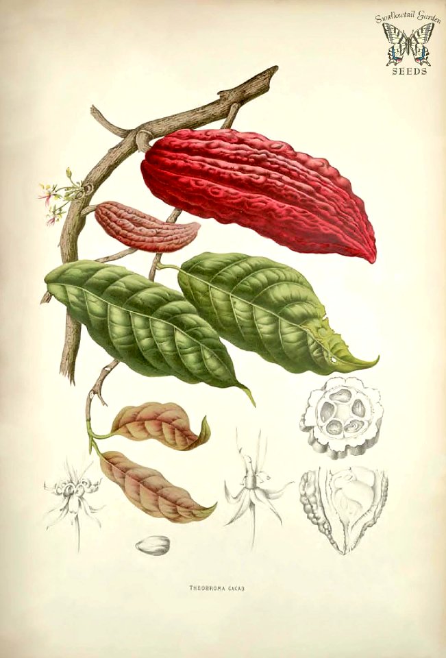 Cacao, cocoa. Theobroma cacao.  Seeds from the cacao or cocoa tree are used to make chocolate! Fleurs, fruits et feuillages choisis de l'ille de Java -peints d'après nature par Berthe Hoola van Nooten (1880)