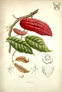 Cacao, cocoa. Theobroma cacao. Seeds from the cacao or cocoa tree are used to make chocolate! Fleurs, fruits et feuillages choisis de l'ille de Java -peints d'après nature par Berthe Hoola van Nooten (1880). Free illustration for personal and commercial use.