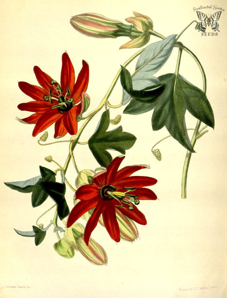 Passion flower. Passiflora manicata. Paxton's Flower Garden vol. 1 (1853)