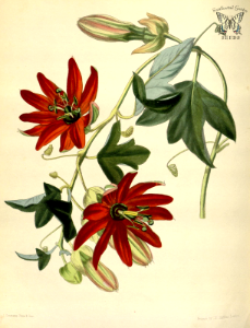 Passion flower. Passiflora manicata. Paxton's Flower Garden vol. 1 (1853). Free illustration for personal and commercial use.
