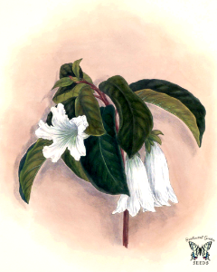 Easter Lily Vine, Nepal Trumpet Flower. Beaumontia grandiflora (1882). Free illustration for personal and commercial use.