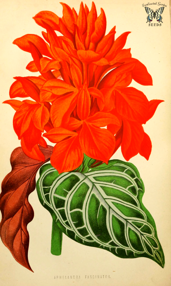 Aphelandra hort. cv. Fascinator. The Floral world and garden guide, vol.17 (1874)