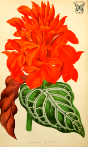 Aphelandra hort. cv. Fascinator. The Floral world and garden guide, vol.17 (1874). Free illustration for personal and commercial use.