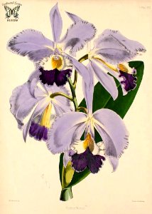 Cattleya warneri. Williams, B.S., Select Orchidaceous Plants (1862). Free illustration for personal and commercial use.