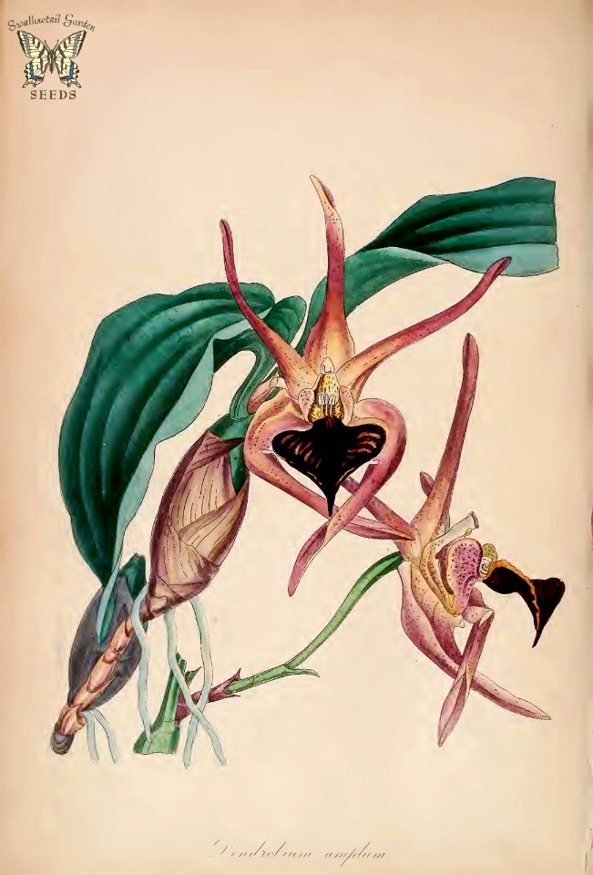 Black-tongued Orchid. Dendrobium amplum. (Paxton's) Magazine of Botany and Register Vol. 7 (1840)