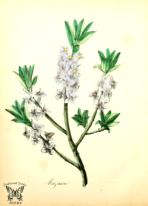 Mezereum. Daphne mezereum. Stronly scented early spring flowers appear before leaves. Fruit is bright red and extremely poisonous to all but fruit eating birds. The American flora vol. 2, by Strong, Asa B. (1855)